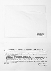 Ustilago tritici image